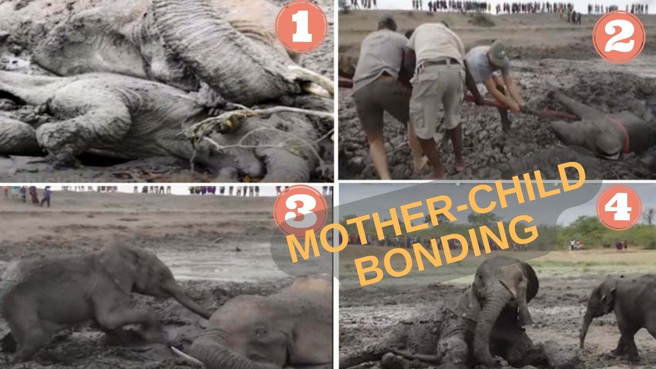 Mother-child unshakable bond: Heartwarming video of baby elephant and mother rescued from muddy pit