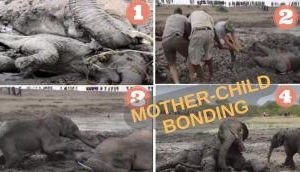 Mother-child unshakable bond: Heartwarming video of baby elephant and mother rescued from muddy pit