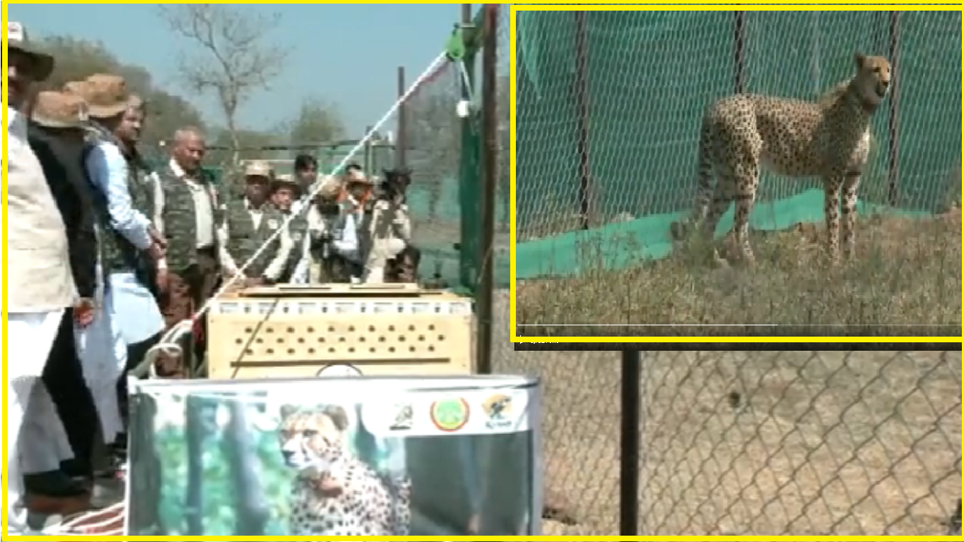 Watch: Kuno National Park welcomes 2nd batch as CM Chouhan releases 12 wild Cheetahs