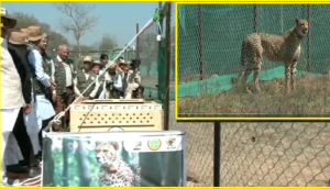 Watch: Kuno National Park welcomes 2nd batch as CM Chouhan releases 12 wild Cheetahs
