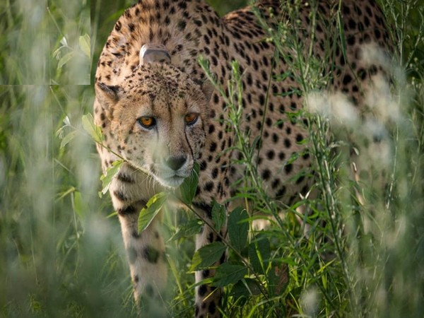 12 cheetahs from South Africa lands at MP's Gwalior Airport