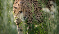 12 cheetahs from South Africa lands at MP's Gwalior Airport