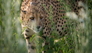 12 cheetahs from South Africa lands at MP's Gwalior Airport