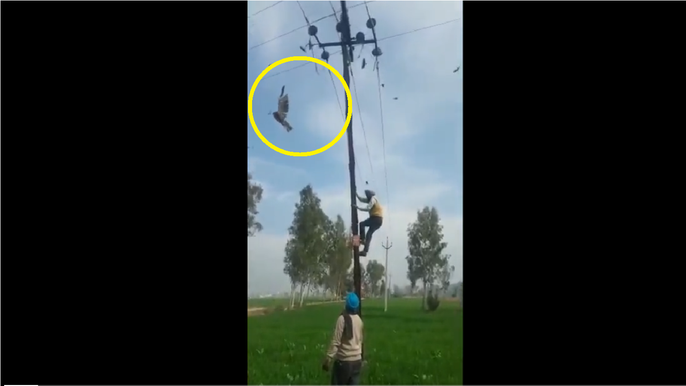 Viral video shows Sikhs rescue eagle stuck in kite string