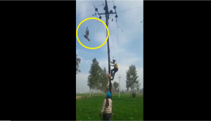 Viral video shows Sikhs rescue eagle stuck in kite string