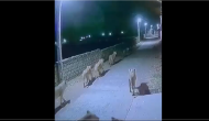 Gujarat: A night, a deserted street and 8 lions…. Watch Viral Video