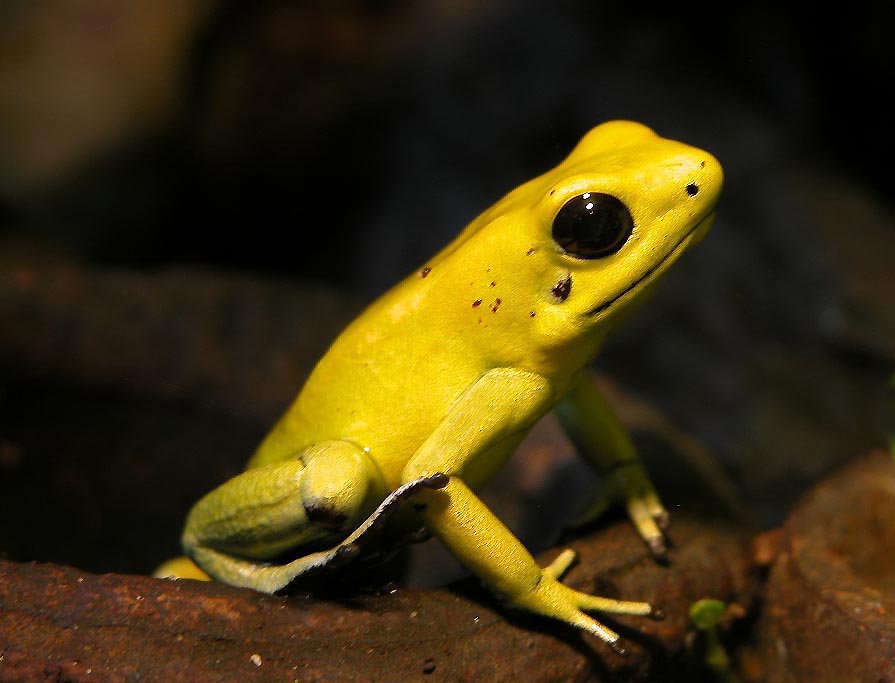 Tiny But Deadly: This one frog contains enough toxin to kill 10 adult humans