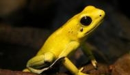 Tiny But Deadly: This one frog contains enough toxin to kill 10 adult humans