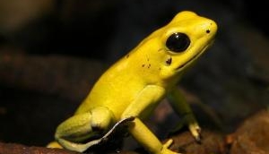 Tiny But Deadly: This one frog contains enough toxin to kill 10 adult humans