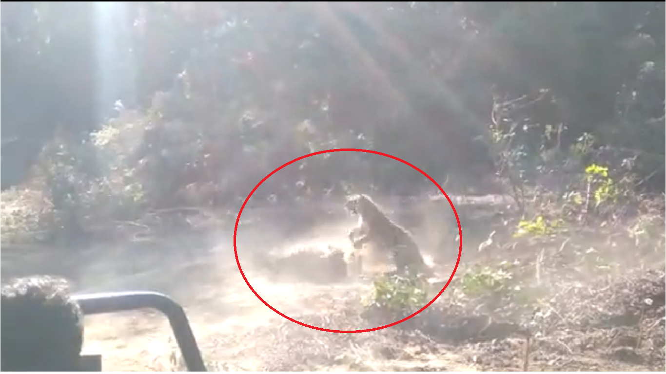 Watch: Tiger ‘siblings’ fight at Corbett Tiger Reserve