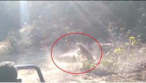 Watch: Tiger ‘siblings’ fight at Corbett Tiger Reserve