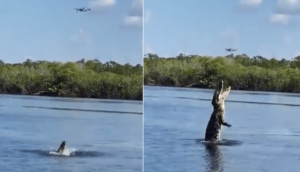 Viral Video: Crocodile leaps high in air to catch flying drone