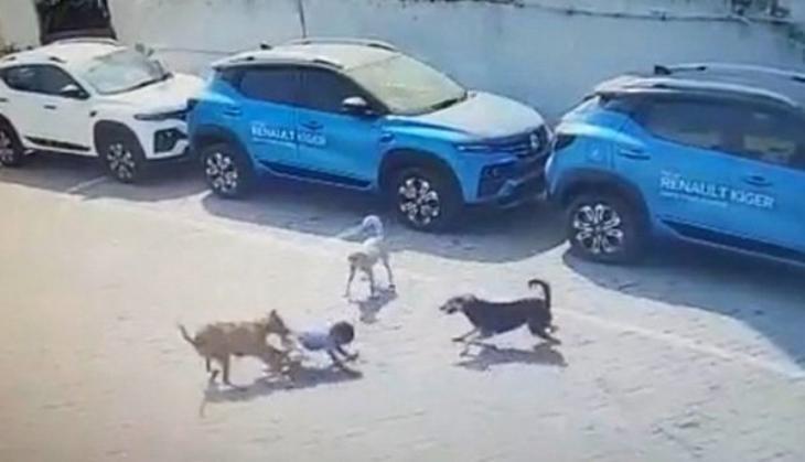Caught on cam: 4-year-old toddler mauled to death by street dogs ...