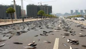 Freak weather event, alive fish starts falling from sky; deets inside