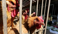 Jharkhand on alert after over 400 chickens die in Bokaro