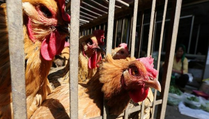 Jharkhand on alert after over 400 chickens die in Bokaro