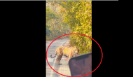 ‘Oye Hoye’: Watch wild tiger stops for some clicks, makes visitors' day