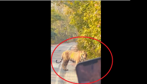 ‘Oye Hoye’: Watch wild tiger stops for some clicks, makes visitors' day