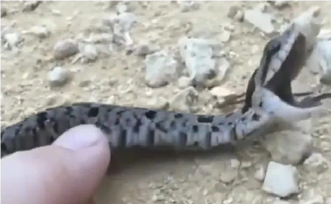 Viral: Watch snake that pretends to be dead; internet awards Oscar