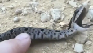 Viral: Watch snake that pretends to be dead; internet awards Oscar