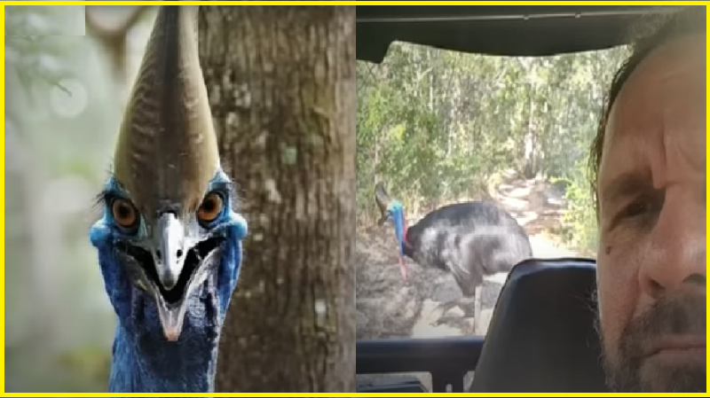 Watch: ‘World’s Deadliest Bird’ chases gamekeeper; internet compares it to real-life Jurassic Park  