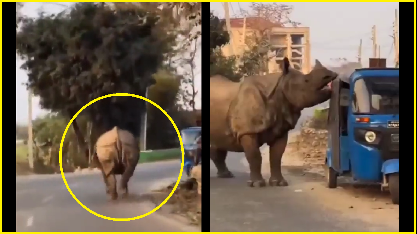 Viral Video: Full-grown rhino runs on busy road; stops after seeing auto-rickshaw
