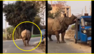 Viral Video: Full-grown rhino runs on busy road; stops after seeing auto-rickshaw