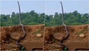 Viral Video: IFS officer shares video of King Cobra ‘standing up’, leaves internet stunned