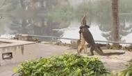 Viral Video: IFS officer shares video of two reptiles fighting while standing up 