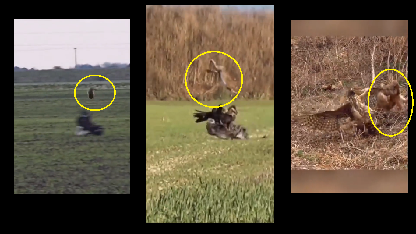 ‘Ninja Bunny’: Watch rabbit shows ‘Kung-Fu’ skills to save life from eagle