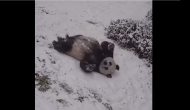 Lots of sliding and rolling! This panda having best time in snow [WATCH]