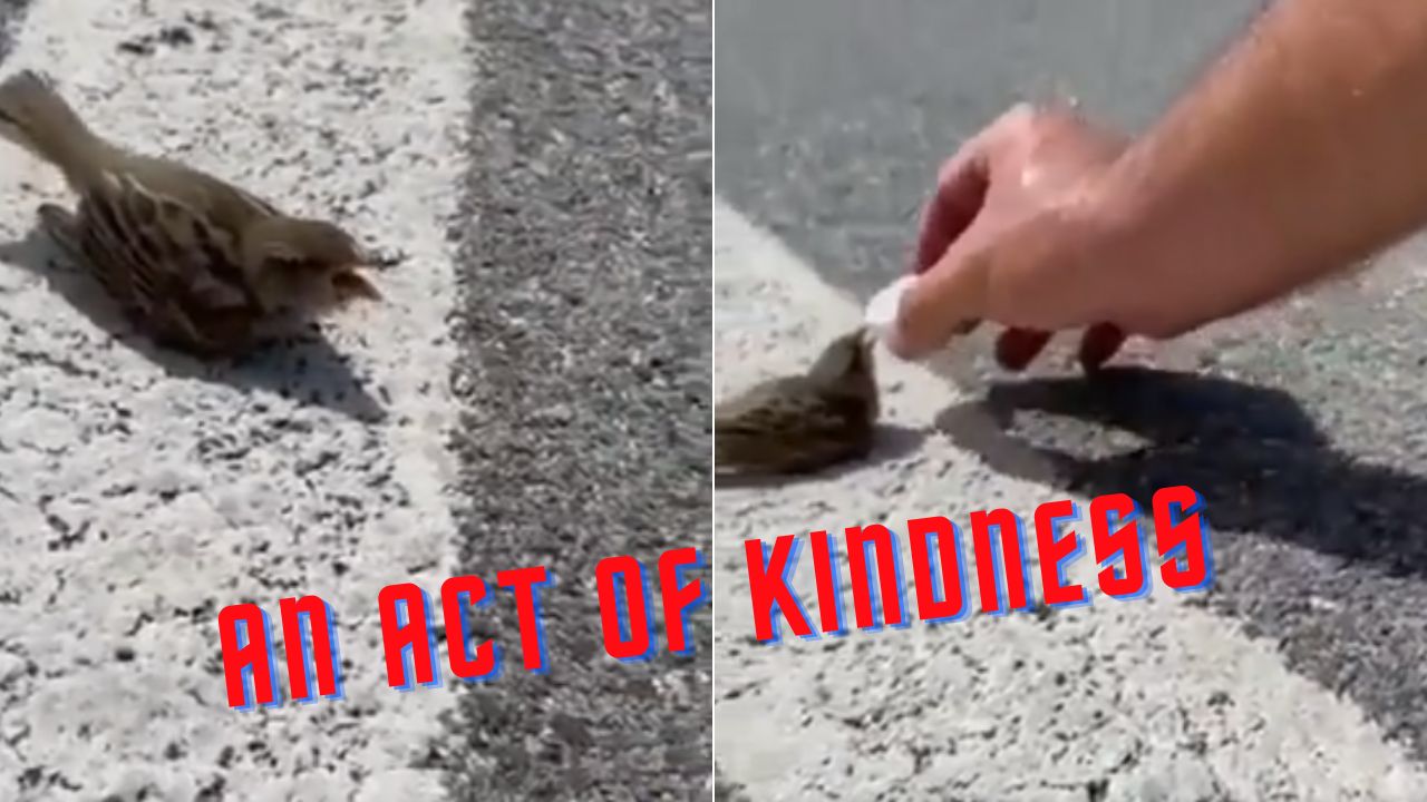 A Heartwarming Act of Kindness: Cyclist shares water with thirsty sparrow