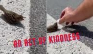 A Heartwarming Act of Kindness: Cyclist shares water with thirsty sparrow