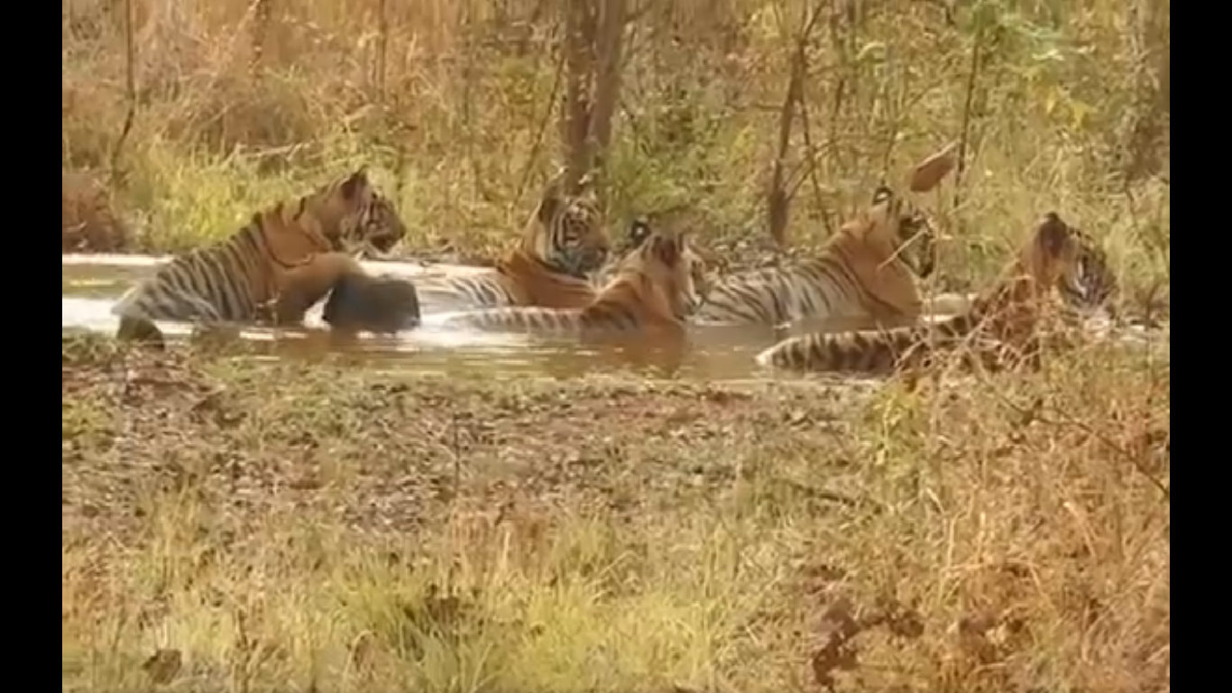 Viral Video: Tigers throw ‘wild pool party’ to beat the heat