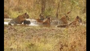 Viral Video: Tigers throw ‘wild pool party’ to beat the heat