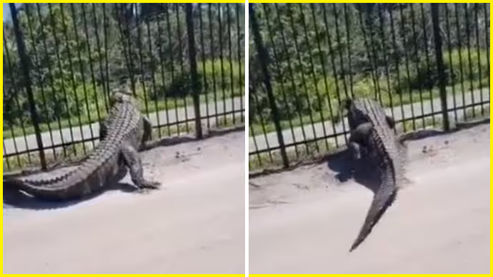 Shocking! Giant alligator easily bends metal fence in Florida [Watch]