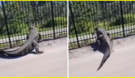 Shocking! Giant alligator easily bends metal fence in Florida [Watch]