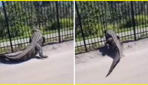 Shocking! Giant alligator easily bends metal fence in Florida [Watch]