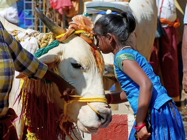 ‘Declare it protected national animal...’ Allahabad HC asks Centre to ban cow slaughter in country