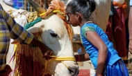 ‘Declare it protected national animal...’ Allahabad HC asks Centre to ban cow slaughter in country