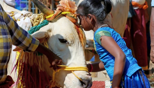 ‘Declare it protected national animal...’ Allahabad HC asks Centre to ban cow slaughter in country