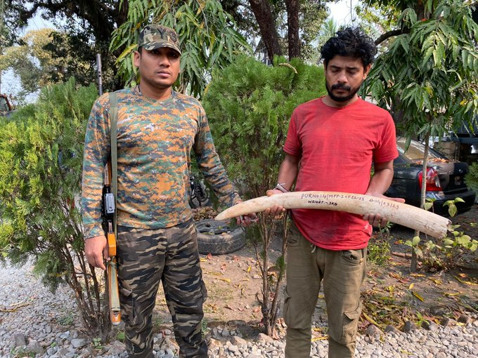 Forest officials seize elephant ivory in Jalpaiguri; 1 arrested