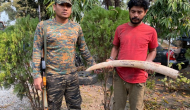 Forest officials seize elephant ivory in Jalpaiguri; 1 arrested
