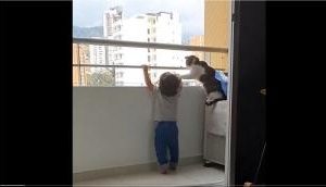 Heartwarming! Cat risks life to protect toddler from climbing high-rise building balcony