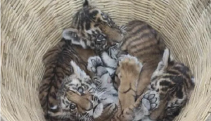 Watch: Tiger cubs rescued by villagers in Andhra Pradesh