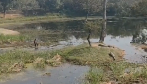 Video: Drunken man encounters crocodiles on dry land in lake, watch what happens next