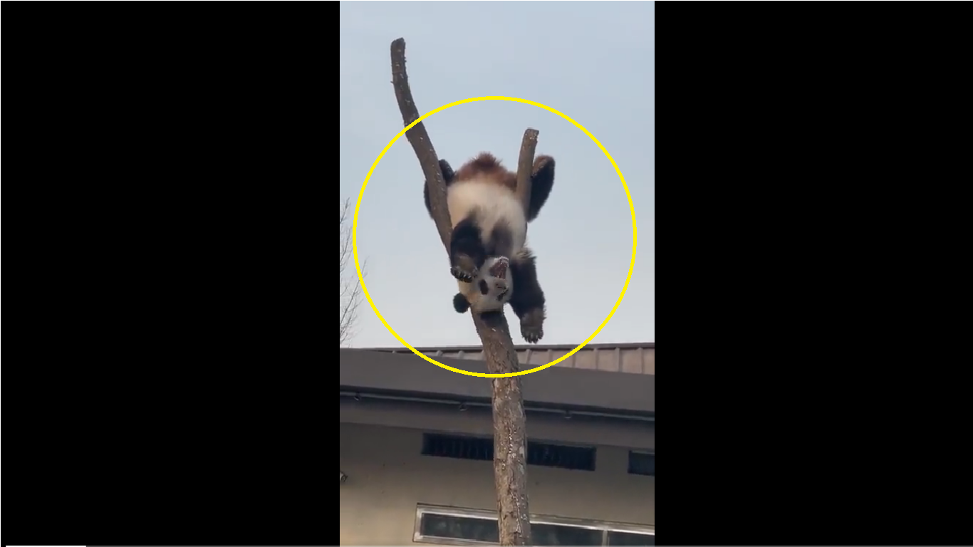 Viral Video: Internet just finds out its real life ‘kung-fu Panda’