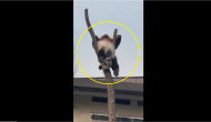 Viral Video: Internet just finds out its real life ‘kung-fu Panda’