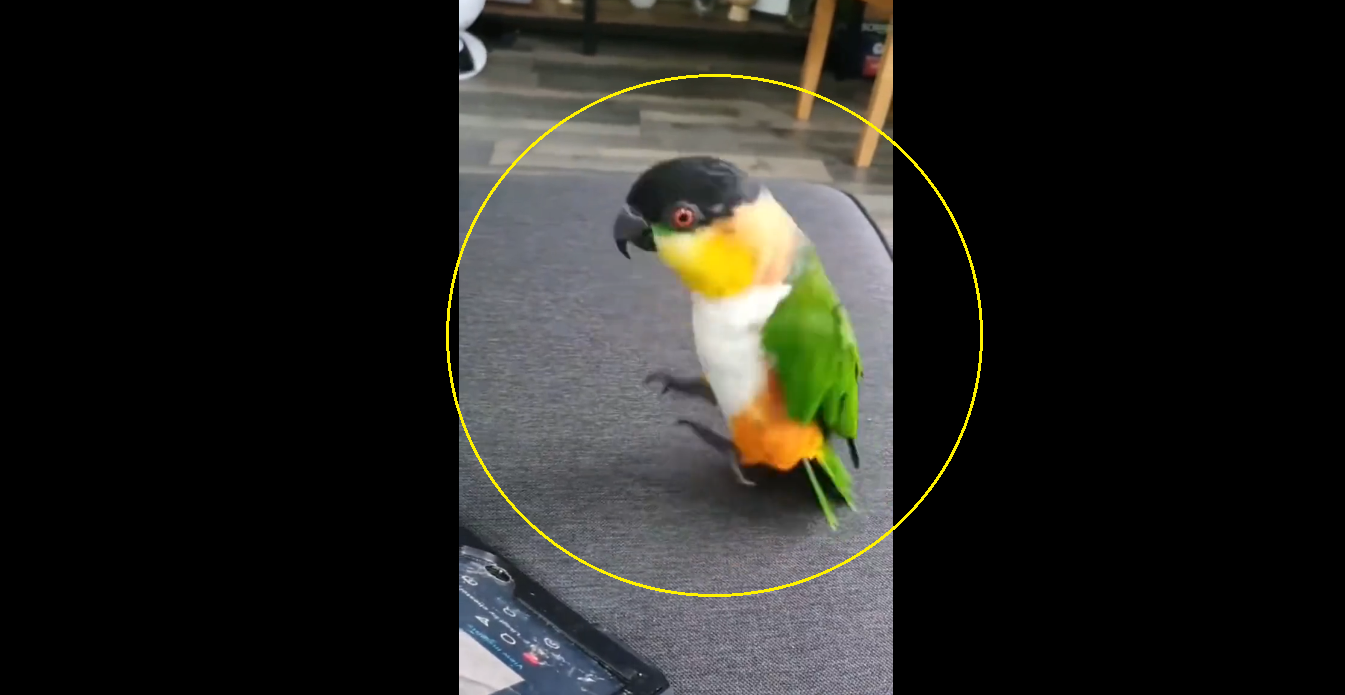 Not a Toy! This Parrot's hopping leaves internet in splits [Watch]
