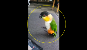 Not a Toy! This Parrot's hopping leaves internet in splits [Watch]